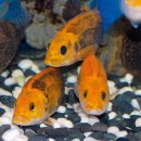 황쏘가리 이미지