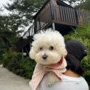 복슬 강아지 | 강원도 홍천 강아지동반 독채펜션 감성 신상숙소 잔디동 숙박후기 - 숲온스테이