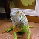 이구아나 이미지