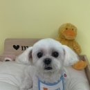 몽시시 네이버블로그