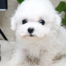 강쥐애견샵 이미지