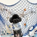 애견미용실 바비펫 이미지