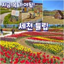 세천로7길 | 대구 다사 세천 봄꽃 튤립 명소, 세천늪테마정원 반려견 산책 후기