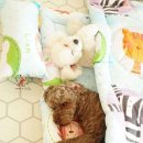 댕댕이,봄 이미지