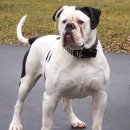 불독(bulldog) 이미지