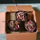 조은왕겨 이미지