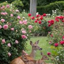 조아하멍 이미지