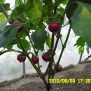 선산대로-10 이미지