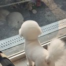 몽슈피스 이미지