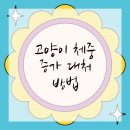 24시 로운동물의료센터 | 양천구동물병원 고양이 비만 관리법 여기 다 있네!