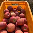 명지농원 이미지