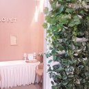 씨엘로펫 이미지