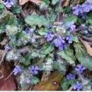 금장초등학교 이미지