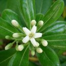 돈나무(만리향) (식물) [Pittosporum tobira]의 효능 이미지