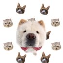 위드독(with dog) 이미지