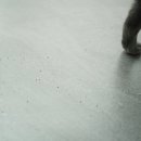 고양이 화장실 사막화 방지 펫트루 샌드데스 솔직 후기