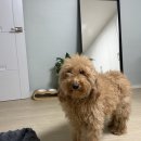 우리 애견 미용실 | 4.19민주묘지역 애견미용실 코코포레 내돈내산 후기ㅣ덕성여대 솔밭공원 대형견 강아지 미용 맛집 추천