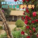충주박씨열려문 | 광주 광산구 용아 생가. 붉은 동백, 흰 동백, 혼합 동백 세 종류의 동백꽃이 피는 특별한 동백나무