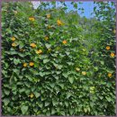 월송리캠프&글램핑카라반 이미지