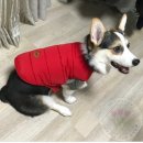 오로라애견 이미지