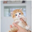 부산고양이분양 모나미네코 해운대본점 이미지