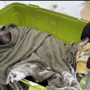 국립공원공단 국립공원야생생물보전원 북부보전센터 이미지