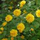 서촌공원 이미지