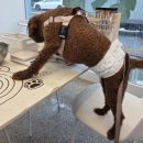 오늘뿐이개 이미지