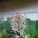 매화 헐떡이풀(학명:Tiarella ' Sugar & Spice' 원산지:북아메리카.동아시아(일본자생) 이미지