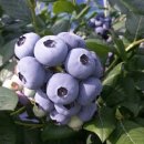 예지농장 이미지