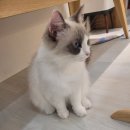 캣플 동탄점 이미지