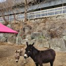 금호목장2 이미지