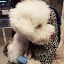 페츠비동물병원 이미지