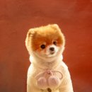 퍼스트동물병원 이미지