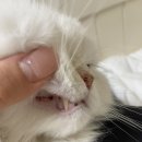 달과고양이 | [신기펫케어] 고양이 덴탈케어 프로덴 플라그오프 두달 급여 후기