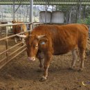 명품횡성한우가 이미지