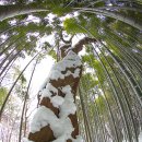 죽림2로 이미지