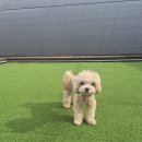 라인하트 애견호텔 유치원 이미지