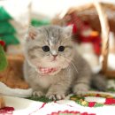 아띠캣 | 잠실먼치킨분양 아띠캣에서 만난 특별한 고양이 친구들