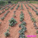 프로농장 이미지