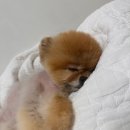 구름이 그린 달빛 이미지