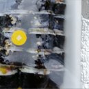 쏙쏙꼬마김밥 이미지