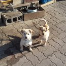 동네강아지 이미지