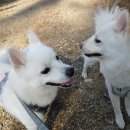 산책갈까 이미지