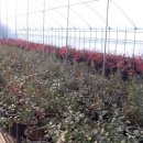 해피팜농장 이미지