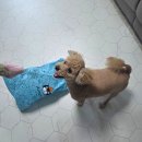 젤리캣에서 말라키 드래곤 인형 직구한 후기 (+셀프리지에서 주문 취소당한 썰)