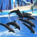 씨~월드 이미지