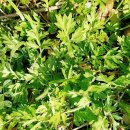 바다마중 이미지