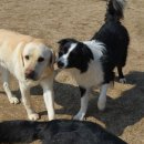 애견은 내친구 이미지