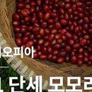 커피모모 이미지